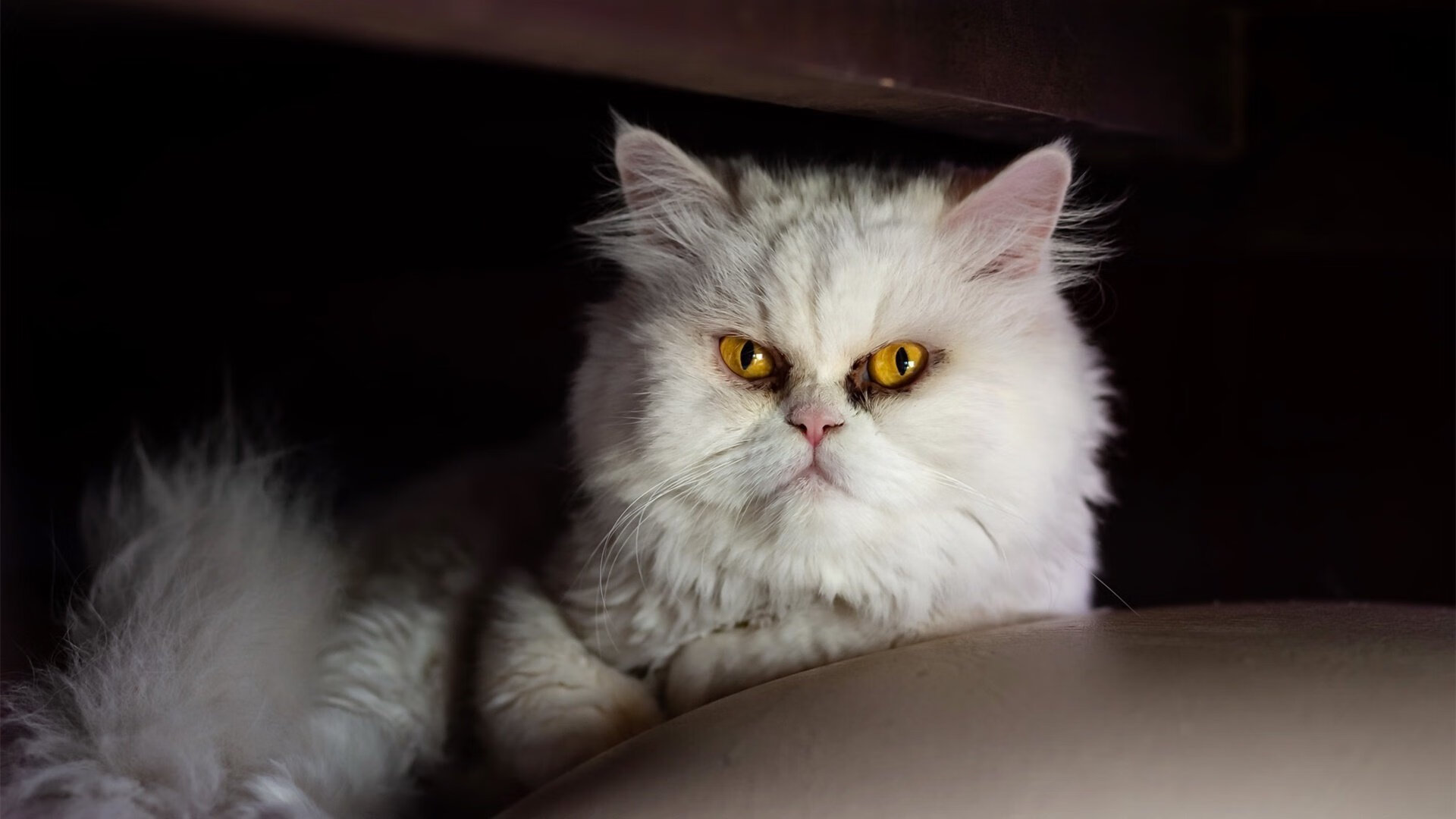 塞内加尔对阵毕尔巴鄂,梅西的教科书级表现照亮友谊赛